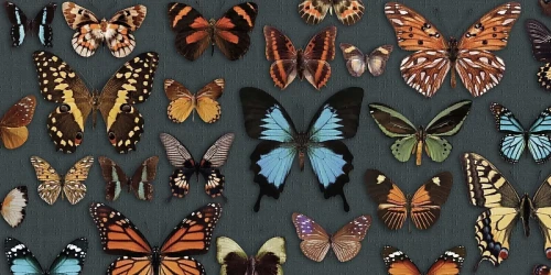 Przejdź do produktu Abk Wide&Style Papillon Naturale 60x120 cm Rekt.