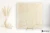 Fioranese Marmorea2 Crema Avorio Effect 74x74 - płytka imitująca marmur