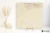 La Fabbrica Ava Royal Stone Gold 60x60 - płytka / (L)122005 - płytka imitująca kamień