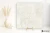 Mirage Elysian Travertini Travertino Pearly Cross szczotkowana 60x60 - płytka imitująca kamień