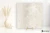 Colorker Athena Cream 59.5x59.5 - płytka imitująca kamień