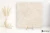 Coem Goldenstone Ivory 60.4x60.4 - płytka imitująca kamień
