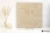 Coem Pietra Jura Beige 60x60 - płytka imitująca kamień
