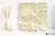 Coem Wide Gres Onice Effect Jade Green 120x120 - płytka drewnopodobna