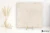 Emil Ever Stone Ivory naturalna 100x100 - płytka imitująca kamień