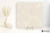 Iris Victorian Stone Moon Cream naturalna 100x100 - płytka imitująca kamień