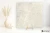 Lea Anthology 01 White chropowata 60x60 - płytka imitująca kamień