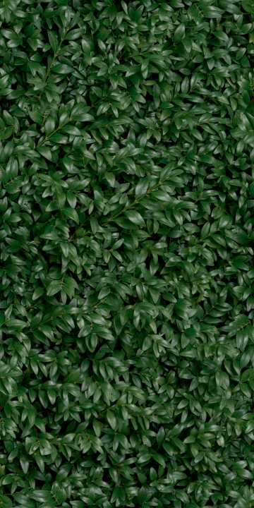 Panaria Glam Greenwall E matowa 50x100 cm gr. 4 mm