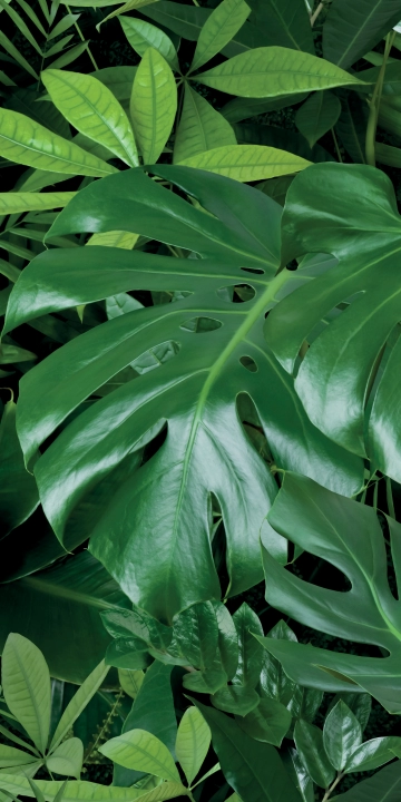 Panaria Glam Jungle C matowa 50x100 cm gr. 4 mm