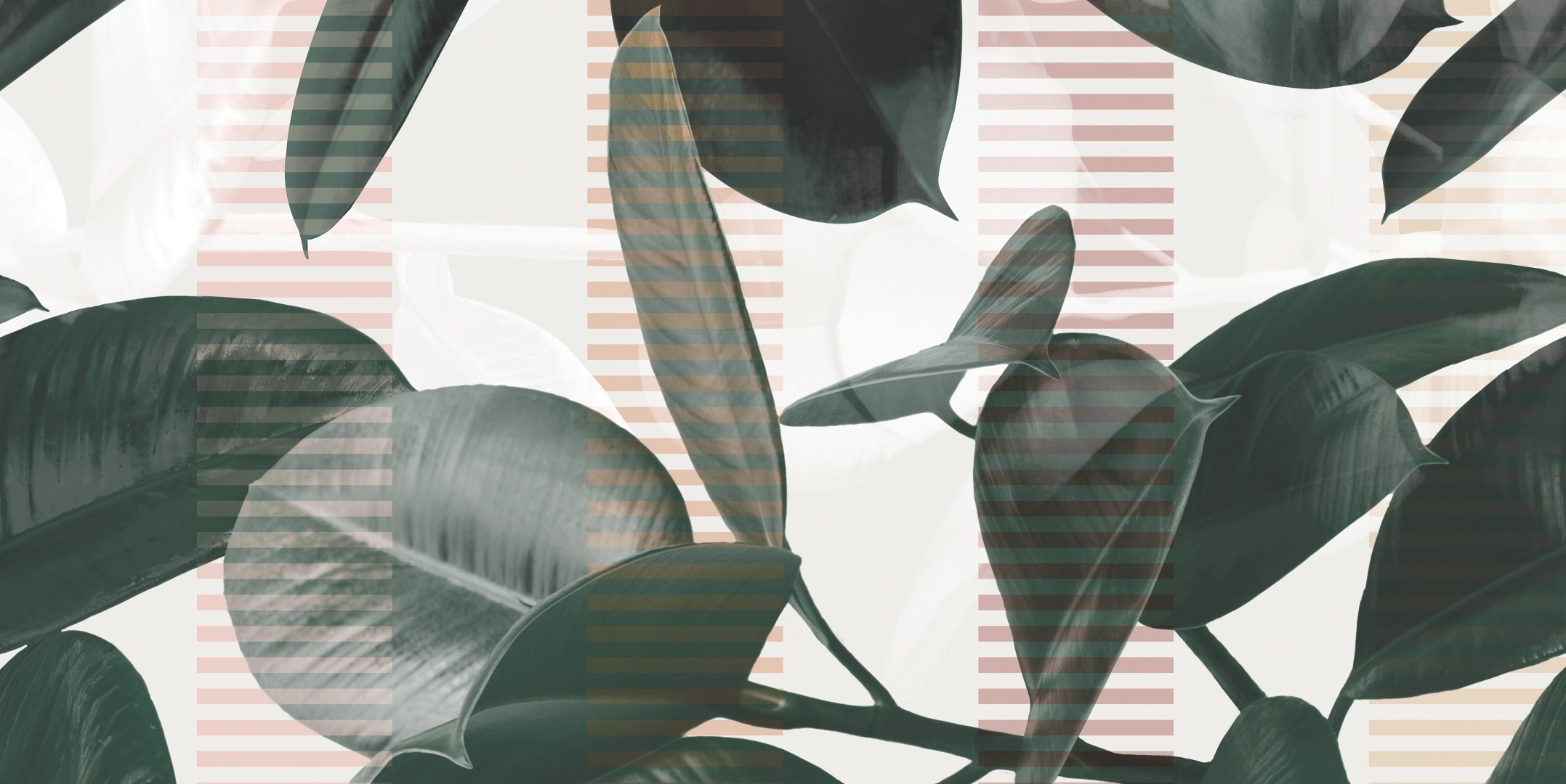 41zero42 Paper41 Pro Olivia Naturale 50x100 Rekt.
