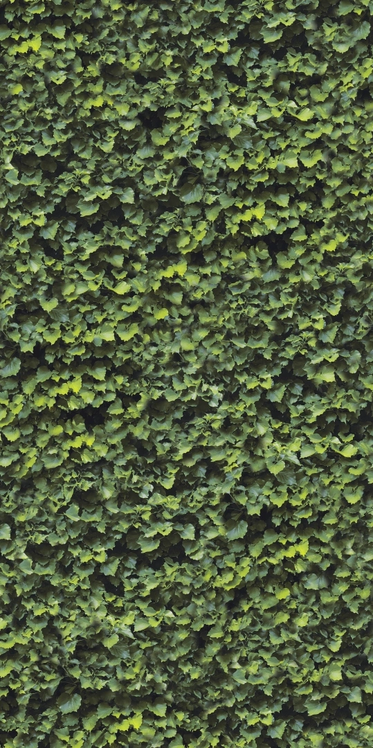Casalgrande Padana Limpha Arborea Naturale 120x240  Rekt.