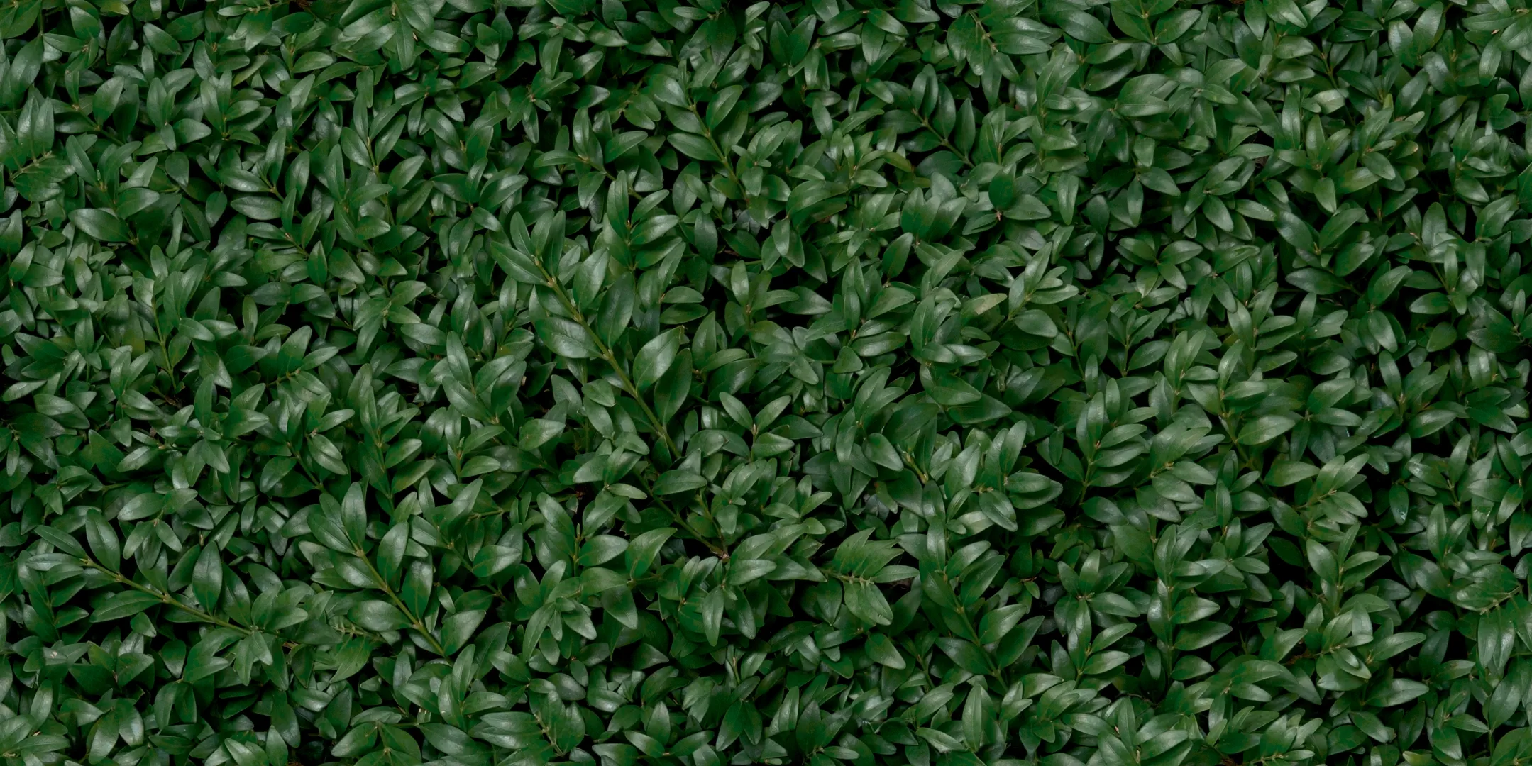 Panaria Glam Greenwall E Naturale 50x100  Rekt.