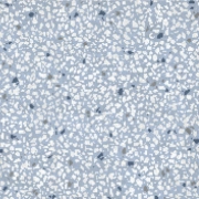 Fioranese Cementine Retrò Azzurro 20x20 - płytka imitująca kamień
